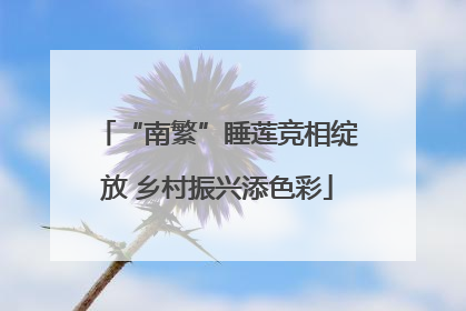“南繁”睡莲竞相绽放 乡村振兴添色彩