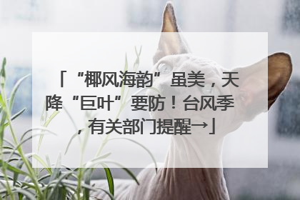 “椰风海韵”虽美，天降“巨叶”要防！台风季，有关部门提醒→