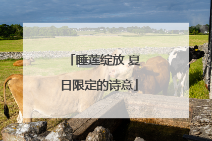 睡莲绽放 夏日限定的诗意
