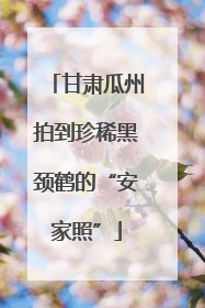 甘肃瓜州拍到珍稀黑颈鹤的“安家照”