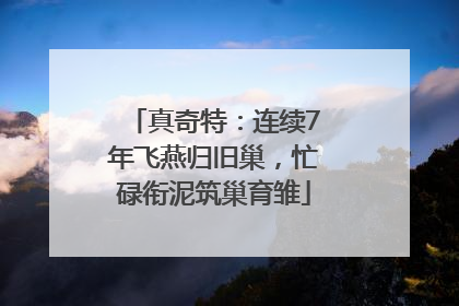 真奇特：连续7年飞燕归旧巢，忙碌衔泥筑巢育雏