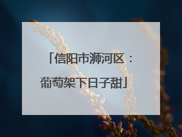 信阳市浉河区：葡萄架下日子甜