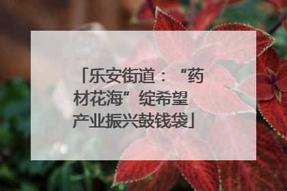 乐安街道：“药材花海”绽希望 产业振兴鼓钱袋