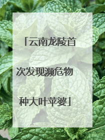 云南龙陵首次发现濒危物种大叶苹婆