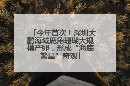 今年首次！深圳大鹏海域鹿角珊瑚大规模产卵，形成“海底繁星”奇观