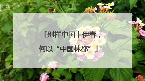 别样中国丨伊春，何以“中国林都”
