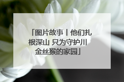 图片故事丨他们扎根深山 只为守护川金丝猴的家园