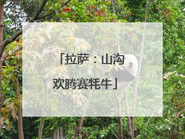 拉萨：山沟欢腾赛牦牛