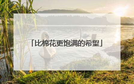 比棉花更饱满的希望