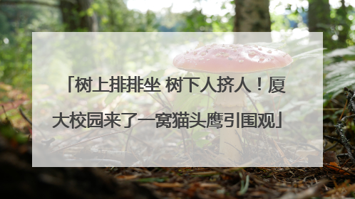 树上排排坐 树下人挤人！厦大校园来了一窝猫头鹰引围观