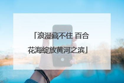 浪漫藏不住 百合花海绽放黄河之滨
