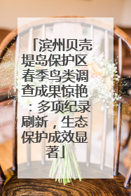 滨州贝壳堤岛保护区春季鸟类调查成果惊艳：多项纪录刷新，生态保护成效显著