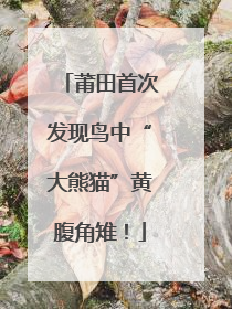 莆田首次发现鸟中“大熊猫”黄腹角雉！