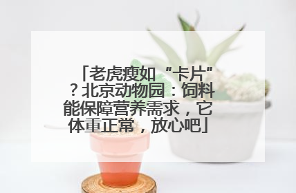 老虎瘦如“卡片”？北京动物园：饲料能保障营养需求，它体重正常，放心吧