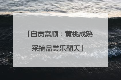 自贡富顺：黄桃成熟 采摘品尝乐翻天