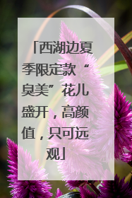 西湖边夏季限定款“臭美”花儿盛开，高颜值，只可远观