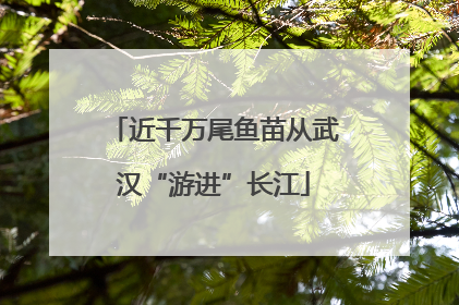 近千万尾鱼苗从武汉“游进”长江