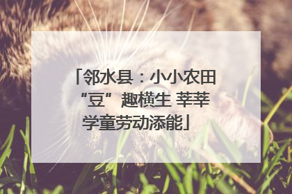 邻水县：小小农田“豆”趣横生 莘莘学童劳动添能