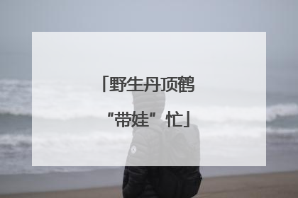 野生丹顶鹤“带娃”忙