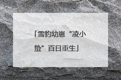雪豹幼崽“凌小蛰”百日重生