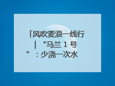 风吹麦浪一线行｜“马兰 1 号”：少浇一次水 多产一成粮