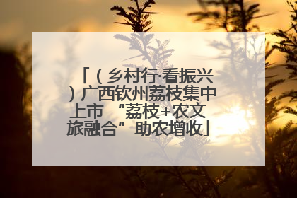 （乡村行·看振兴）广西钦州荔枝集中上市 “荔枝+农文旅融合”助农增收