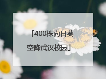 400株向日葵空降武汉校园