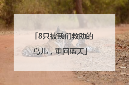 8只被我们救助的鸟儿，重回蓝天